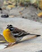 Golden-breasted Bunting