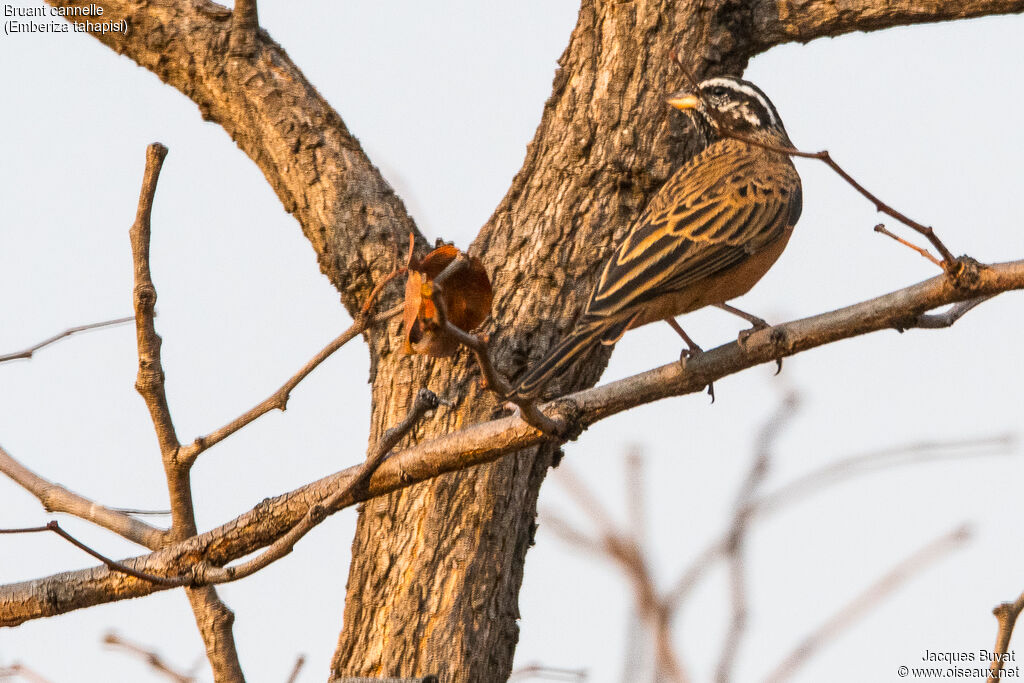 Cinnamon-breasted Bunting male adult