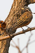 Cinnamon-breasted Bunting