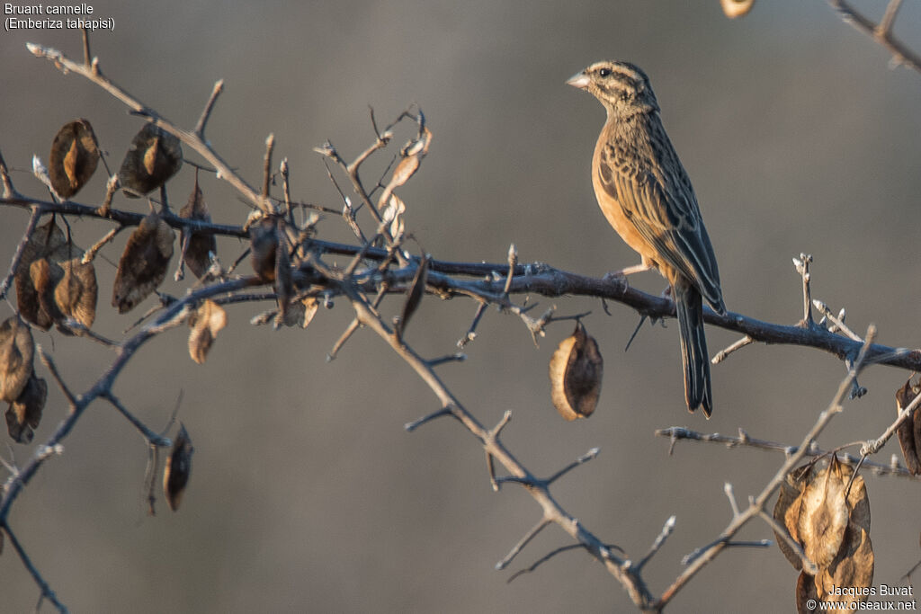 Cinnamon-breasted Bunting female adult