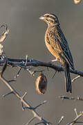 Cinnamon-breasted Bunting