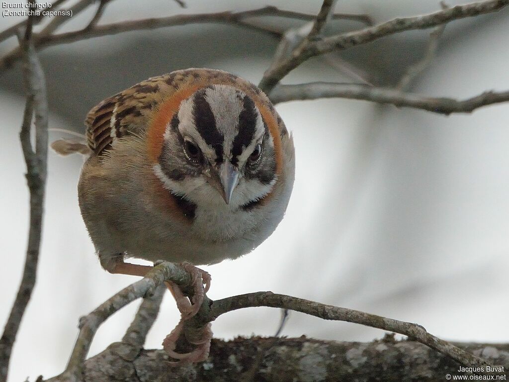 Rufous-collared Sparrowadult