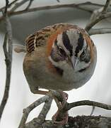 Rufous-collared Sparrow