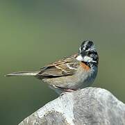 Rufous-collared Sparrow