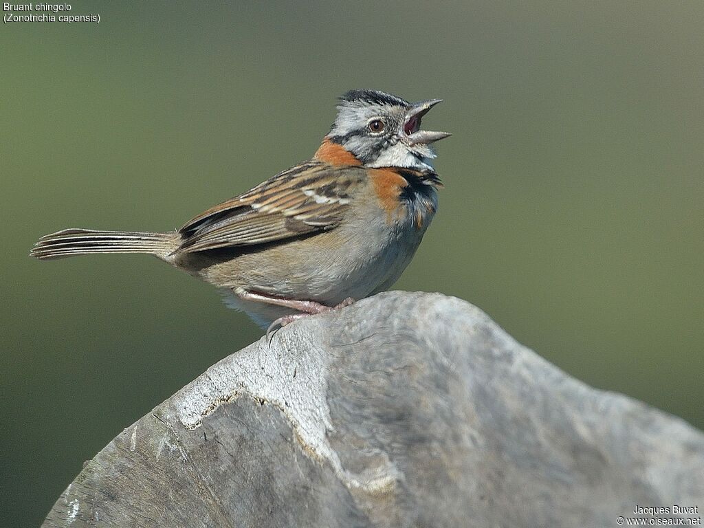 Rufous-collared Sparrow male adult, close-up portrait, pigmentation, song