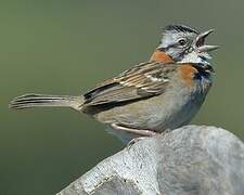 Rufous-collared Sparrow