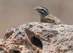 Gosling's Bunting