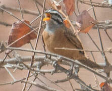 Gosling's Bunting