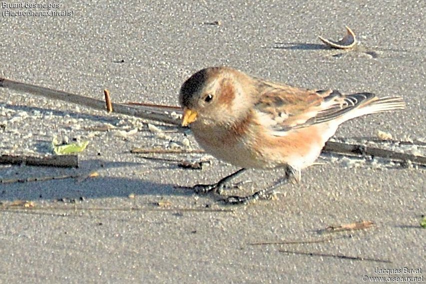 Snow Bunting female adult post breeding, close-up portrait, aspect, pigmentation, walking