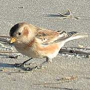 Snow Bunting