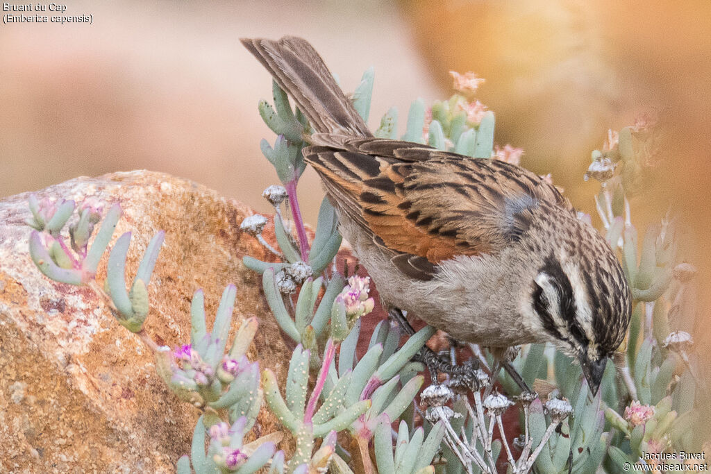 Cape Bunting male adult