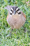 Cape Bunting