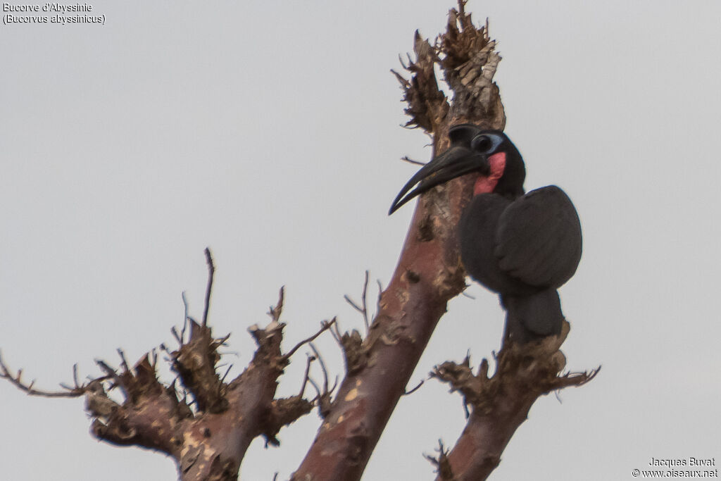 Abyssinian Ground Hornbill male adult