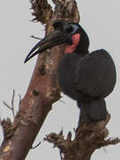 Abyssinian Ground Hornbill