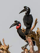 Abyssinian Ground Hornbill