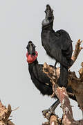 Abyssinian Ground Hornbill