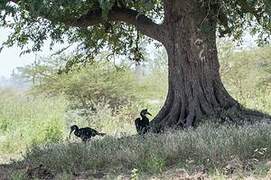 Bucorve d'Abyssinie