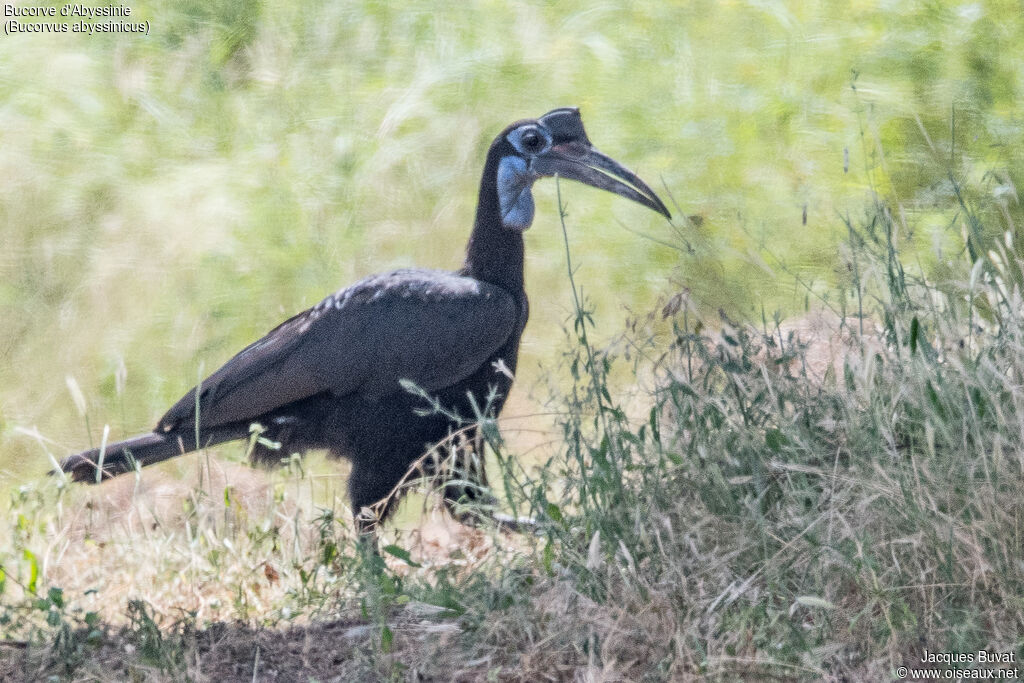 Abyssinian Ground Hornbill