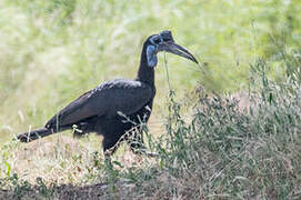 Abyssinian Ground Hornbill