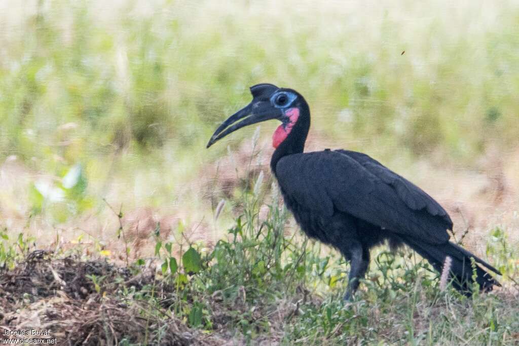 Abyssinian Ground Hornbill male adult, identification