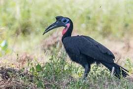 Abyssinian Ground Hornbill