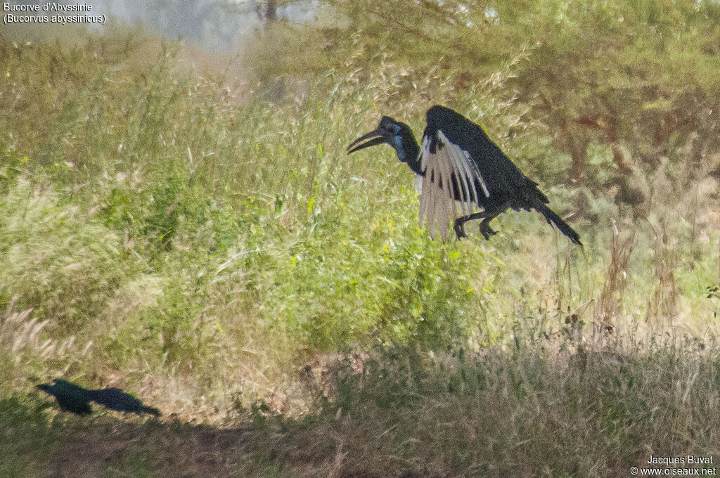 Abyssinian Ground Hornbill female adult, Flight