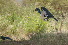 Abyssinian Ground Hornbill