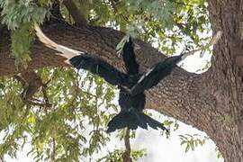 Abyssinian Ground Hornbill