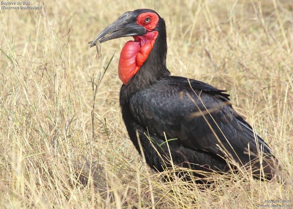 Southern Ground Hornbill male adult