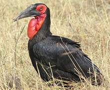 Southern Ground Hornbill