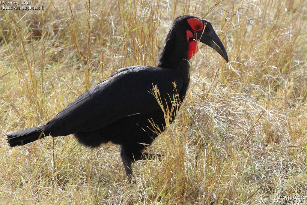 Southern Ground Hornbill female adult