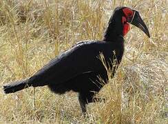 Southern Ground Hornbill