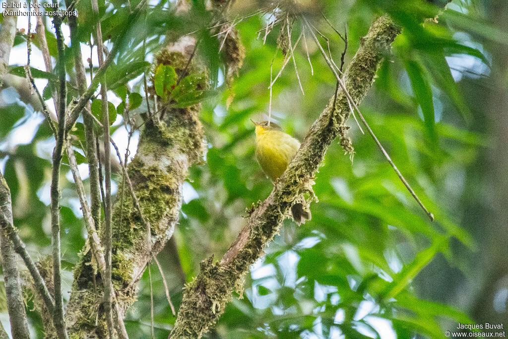 Spectacled Tetrakaadult, identification, close-up portrait, habitat, aspect, pigmentation