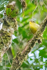 Bulbul à bec court