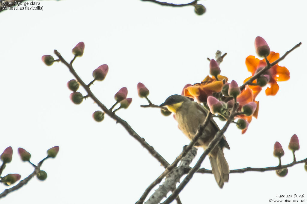 Bulbul à gorge claireadulte, identification, habitat, composition, pigmentation, régime