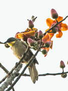 Bulbul à gorge claire