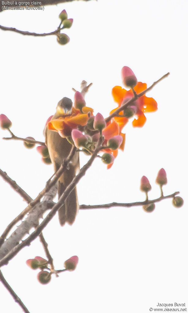 Yellow-throated Leafloveadult, identification, close-up portrait, habitat, aspect, pigmentation, feeding habits, eats