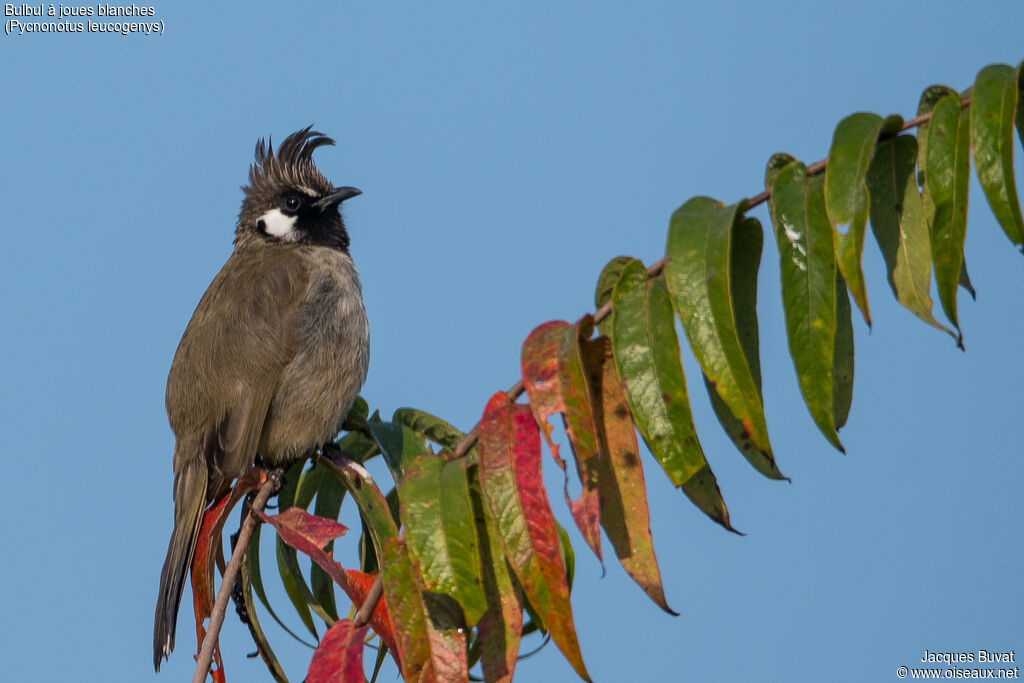 Bulbul à joues blanchesadulte, identification, composition, pigmentation