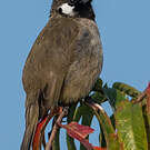 Bulbul à joues blanches