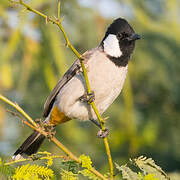 White-eared Bulbul