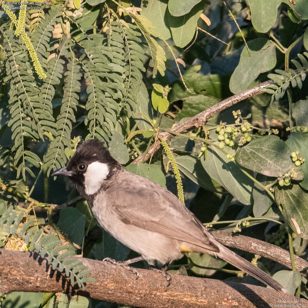 Bulbul à oreillons blancsadulte, habitat, composition, pigmentation