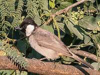 Bulbul à oreillons blancs