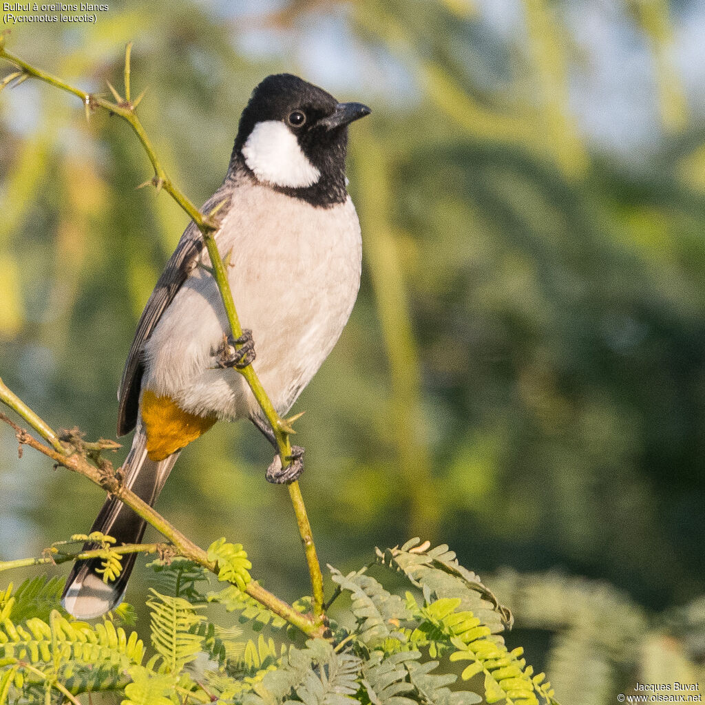 White-eared Bulbul, close-up portrait, aspect, pigmentation