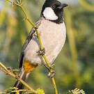 Bulbul à oreillons blancs