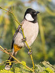 Bulbul à oreillons blancs