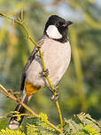 Bulbul à oreillons blancs