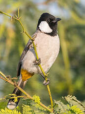 Bulbul à oreillons blancs