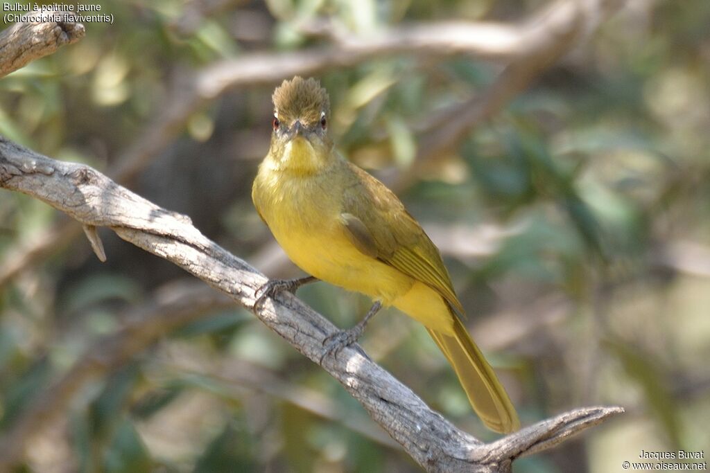 Bulbul à poitrine jauneadulte