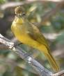 Bulbul à poitrine jaune