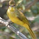 Bulbul à poitrine jaune